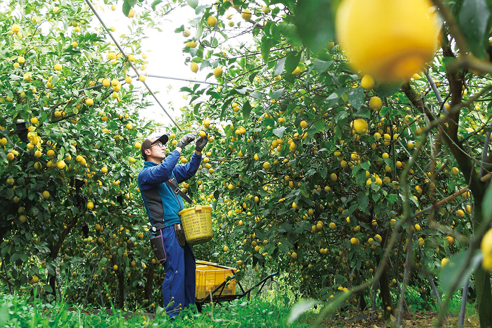 尾道市瀬戸田町で柑橘農家を営む「原田農園」